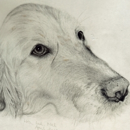 Melanie Nicholas | Animal Portrait Artist
